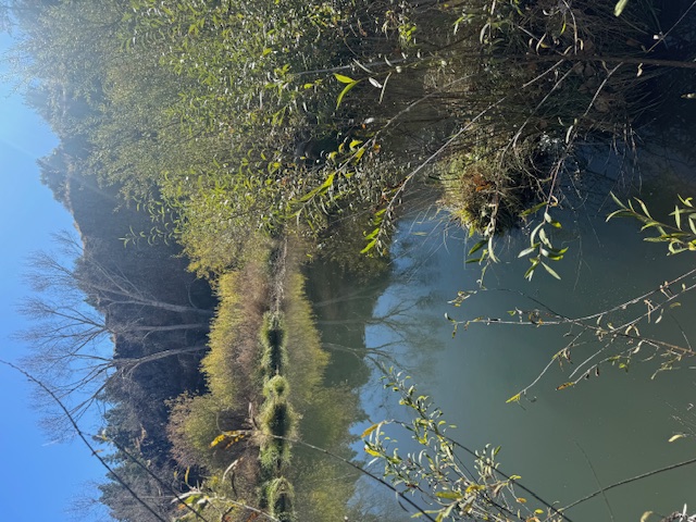 Beaver pond 2025